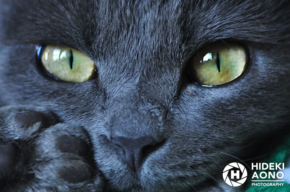 Hideki Aono photography close-up